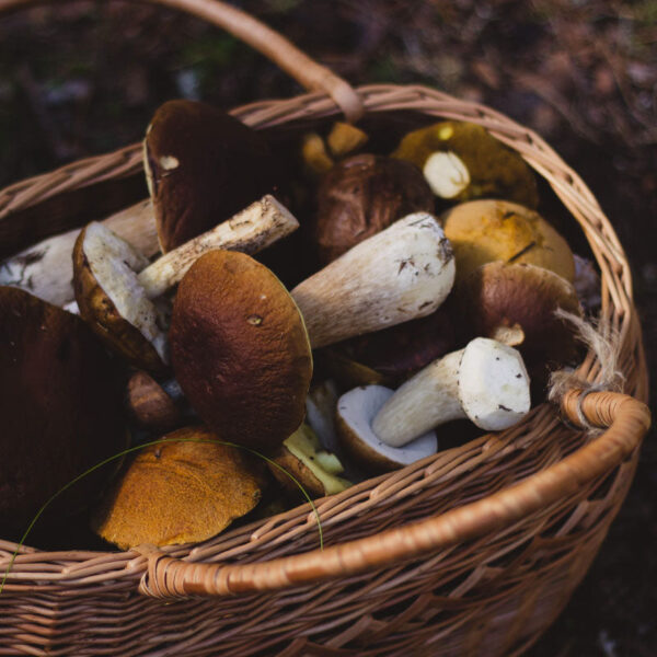 Delicacies from the forest